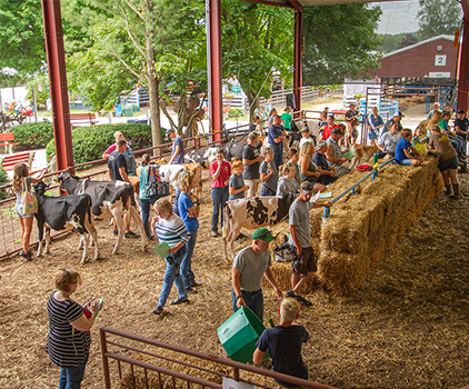 A livestock show