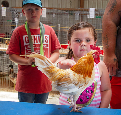 A girl looking at a chicken