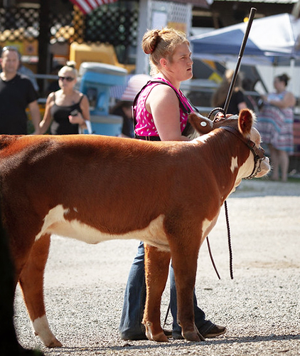 A girl showing her cow