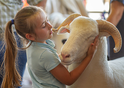 A girl with her sheep