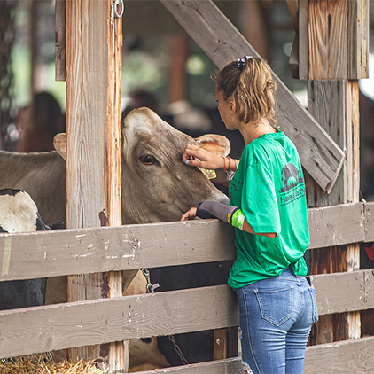 Girl petting a cow