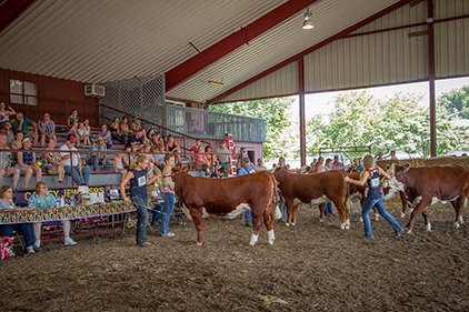 Livestock Show