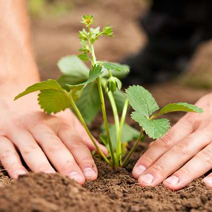 Planting at the AG Learning Center