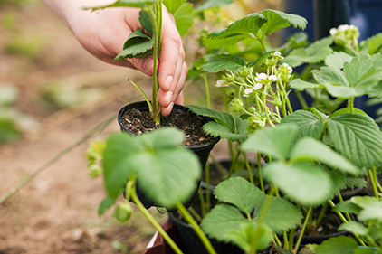 Planting Demonstration