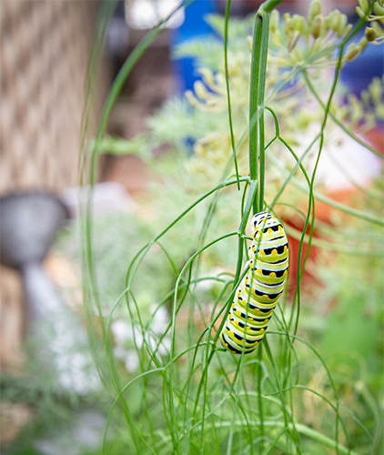 A close-up of a catepillar