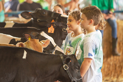 Exhibition of cows