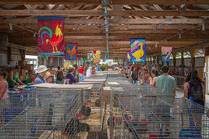 Exhibition of poultry