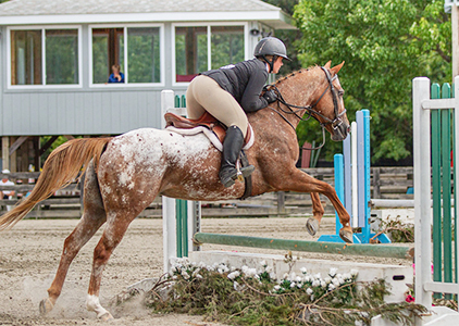 A horse jumping