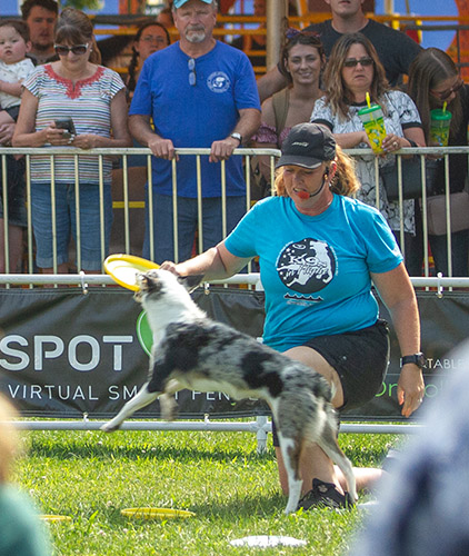 K9s in Flight performing at the Fair