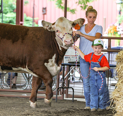 A boy leading a cow