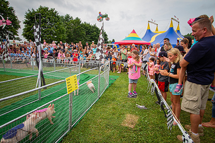 Watching a pig race