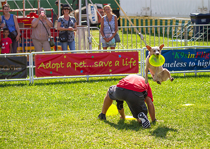 A dog doing a trick