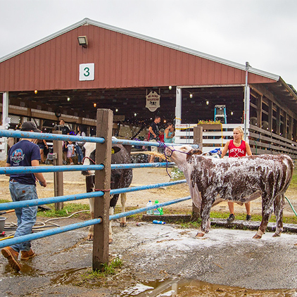 Girl washing her cow